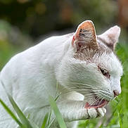 Grisou participe au concours pour gagner de l'argent avec cette photo : cat, feline, pet, white_fur, grooming, licking, paw, whiskers, ear, outdoor, grass, greenery, bokeh, close_up, portrait, animal, domestic_cat, nature, tongue, focus
