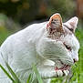 cat, feline, pet, white_fur, grooming, licking, paw, whiskers, ear, outdoor, grass, greenery, bokeh, close_up, portrait, animal, domestic_cat, nature, tongue, focus