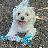 Loki a rejoint le concours — aidez-le/la à gagner de superbes lots ! dog, puppy, small_dog, white_fur, fluffy, tongue_out, playful, rope_toy, toy, lying_down, outdoor, dirt, leaf_litter, shaded, smile, brown_eyes, close_up, portrait, background_car, vegetation