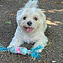 dog, puppy, small_dog, white_fur, fluffy, tongue_out, playful, rope_toy, toy, lying_down, outdoor, dirt, leaf_litter, shaded, smile, brown_eyes, close_up, portrait, background_car, vegetation