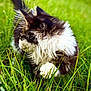 cat, black_and_white, fluffy, grass, outdoor, animal, pet, nature, closeup, feline, fur, green, whiskers, paw, mammal, wildlife, domestic_animal, cute, soft_focus, natural_light