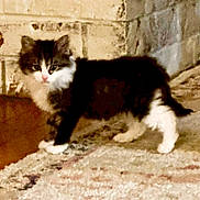 Niña is registered to the contest to win money with this photo: kitten, cat, feline, black_and_white, fluffy, indoor, wall, stone, curious, young_animal, pet, animal, fur, small, walking, carpet, texture, cautious, cute, domestic