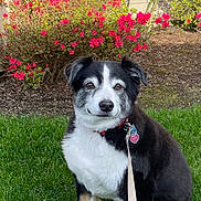 Maddie joined the competition — help win amazing prizes! dog, grass, flower_bush, pink_flower, collar, leash, pet, outdoor, garden, nature, canine, animal, sitting, fur, tag, greenery, daylight, wall, calm, portrait