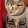 Lucie participe au concours pour gagner de l'argent avec cette photo : cat, tabby, animal, pet, whiskers, green_eyes, fur, close_up, indoor, red_curtain, wood_paneling, sitting, focused, ears, paws, striped, mammal, domestic_cat, cute, feline