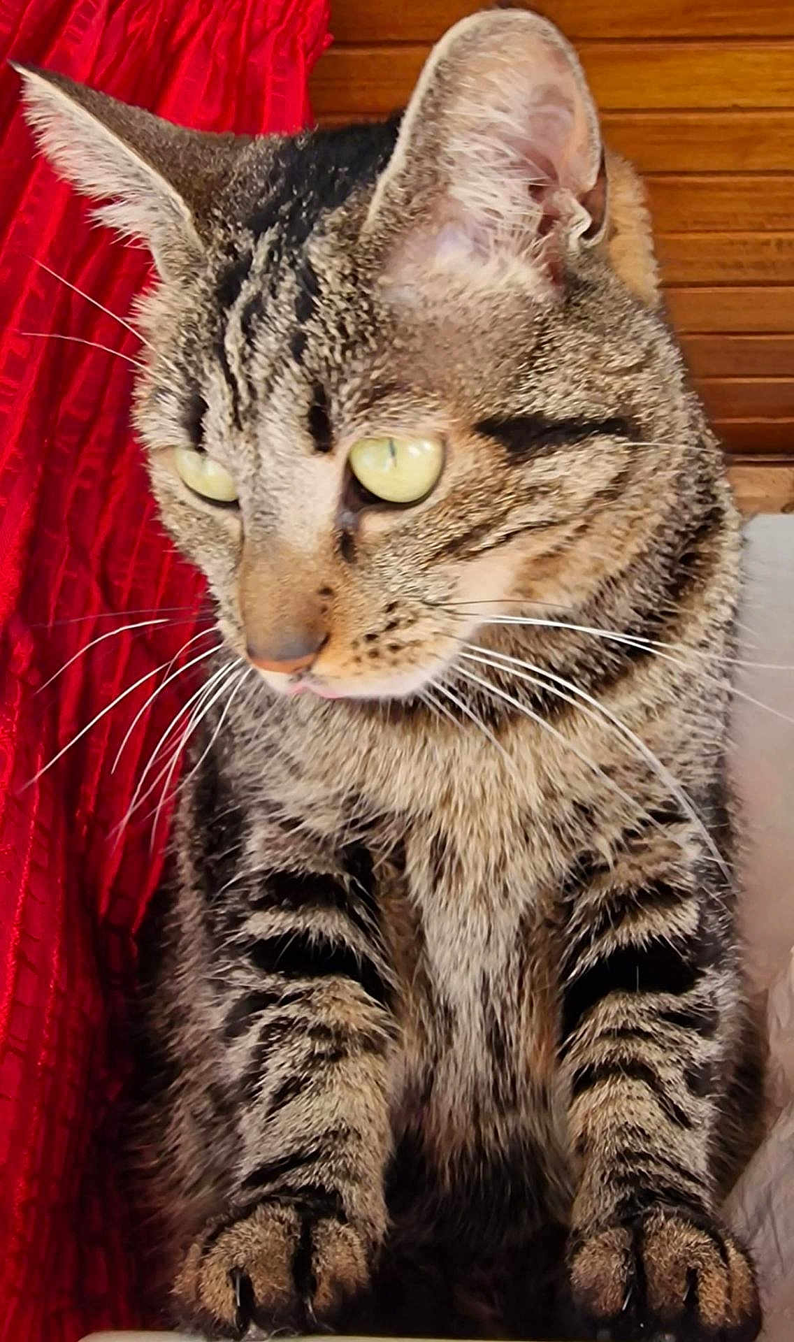 Lucie participe au concours pour gagner de l'argent avec cette photo : cat, tabby, animal, pet, whiskers, green_eyes, fur, close_up, indoor, red_curtain, wood_paneling, sitting, focused, ears, paws, striped, mammal, domestic_cat, cute, feline
