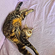 Lucie participe au concours pour gagner de l'argent avec cette photo : cat, tabby, stretching, relaxed, sleeping, pet, feline, whiskers, paws, fur, striped, soft, blanket, indoor, cozy, resting, animal, cute, comfortable, mammal