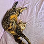 cat, tabby, stretching, relaxed, sleeping, pet, feline, whiskers, paws, fur, striped, soft, blanket, indoor, cozy, resting, animal, cute, comfortable, mammal