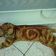 Garfield a rejoint le concours — aidez-le/la à gagner de superbes lots ! cat, orange_tabby, striped_fur, floor, tile, indoor, resting, relaxed, pet, animal, whiskers, ears, tail, mammal, domestic, household, lying_down, fur_pattern, vent, wall