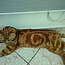 cat, orange_tabby, striped_fur, floor, tile, indoor, resting, relaxed, pet, animal, whiskers, ears, tail, mammal, domestic, household, lying_down, fur_pattern, vent, wall