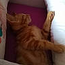 cat, kitten, orange_tabby, sleeping, paw, cushion, bed, box, indoor, pet, feline, cozy, resting, fur, animal, cute, domestic, relaxing, small, young