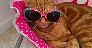 Garfield a rejoint le concours — aidez-le/la à gagner de superbes lots ! cat, orange_tabby, sunglasses, pink_chair, polka_dot, hello_kitty, relaxed, indoor, pet, cute, animal, feline, fur, resting, cozy, seat, accessory, colorful, domestic_cat, portrait