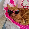 cat, orange_tabby, sunglasses, pink_chair, polka_dot, hello_kitty, relaxed, indoor, pet, cute, animal, feline, fur, resting, cozy, seat, accessory, colorful, domestic_cat, portrait
