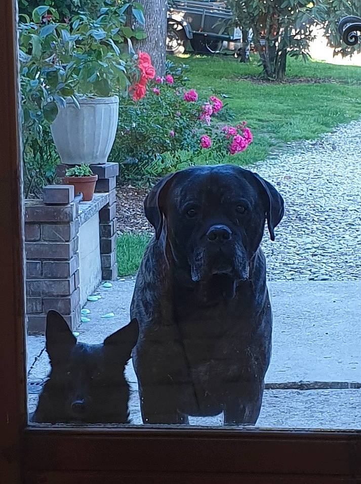 Hasco a rejoint le concours — aidez-le/la à gagner de superbes lots ! canidae, carnivore, companion_dog, dog, dog_breed, fawn, flower, grass, guard_dog, magenta, plant, snout, sporting_group, tints_and_shades, toy_dog, tree, water, window, working_animal, working_dog