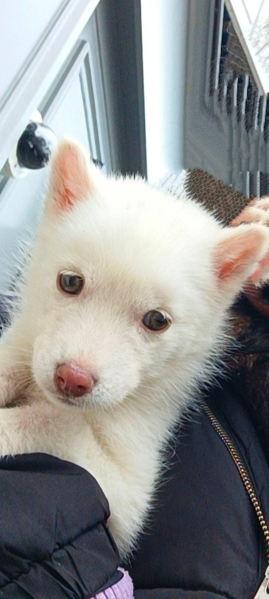 Taya participe au concours pour gagner de l'argent avec cette photo : american_eskimo_dog, ancient_dog_breeds, canidae, canis, carnivore, companion_dog, dog, dog_breed, eye, felidae, fur, indian_spitz, jaw, non_sporting_group, samoyed, snout, sporting_group, terrestrial_animal, whiskers, working_animal