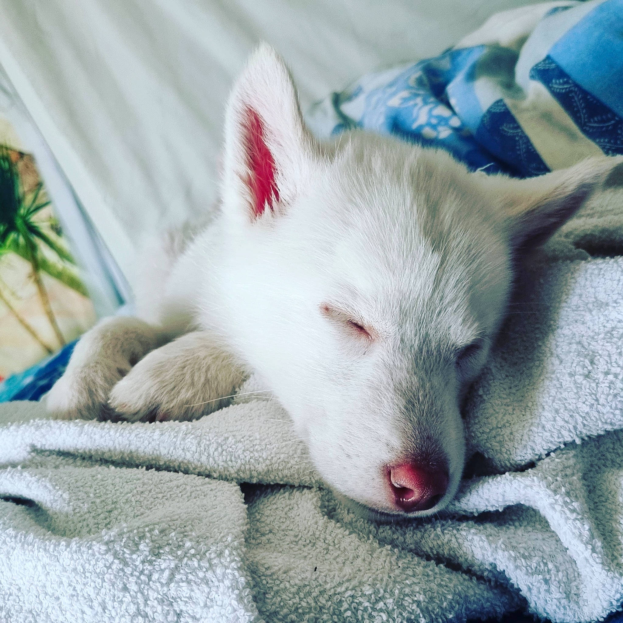 Taya participe au concours pour gagner de l'argent avec cette photo : canidae, carnivore, claw, comfort, companion_dog, dog_breed, domestic_short_haired_cat, fawn, felidae, fur, nap, non_sporting_group, paw, small_to_medium_sized_cats, snout, tail, terrestrial_animal, whiskers