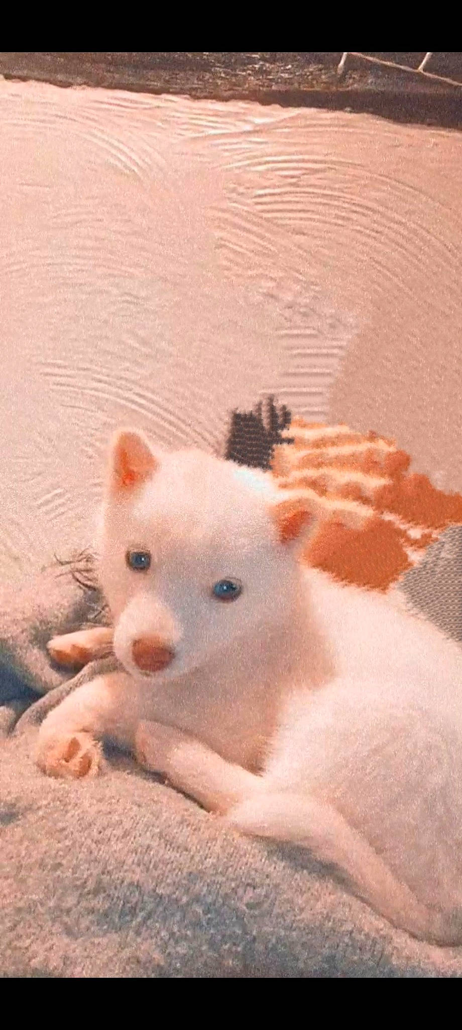 Taya participe au concours pour gagner de l'argent avec cette photo : ancient_dog_breeds, canidae, carnivore, companion_dog, dog, dog_breed, fawn, fur, non_sporting_group, paw, snout, spitz, tail, terrestrial_animal, whiskers, window, windscreen_wiper, working_animal