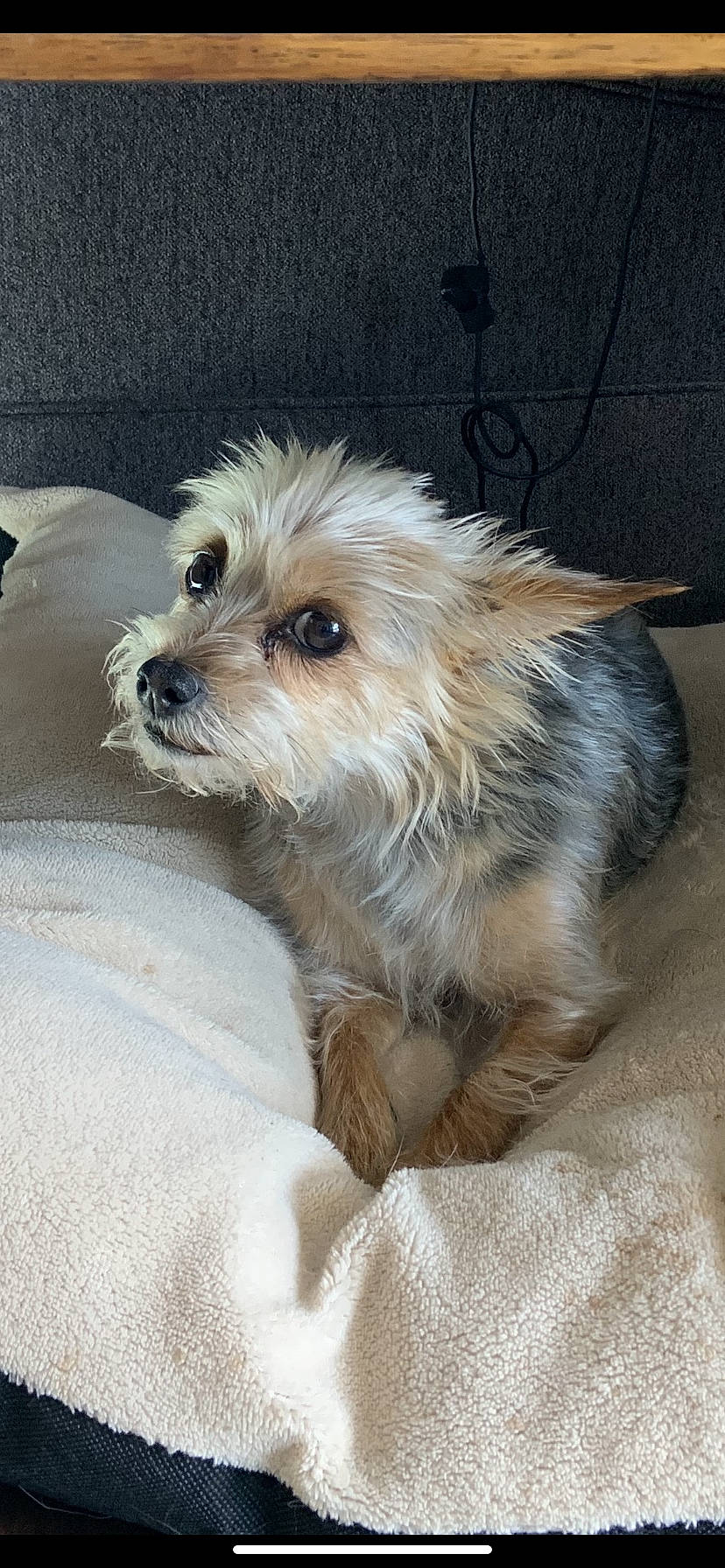 Zoey joined the competition — help win amazing prizes! cairn_terrier, canidae, carnivore, companion_dog, dog, dog_breed, dutch_smoushond, glen_of_imaal_terrier, maltepoo, mammal, morkie, norwich_terrier, puppy, schnoodle, small_terrier, snout, sporting_lucas_terrier, terrier, vertebrate, yorkshire_terrier