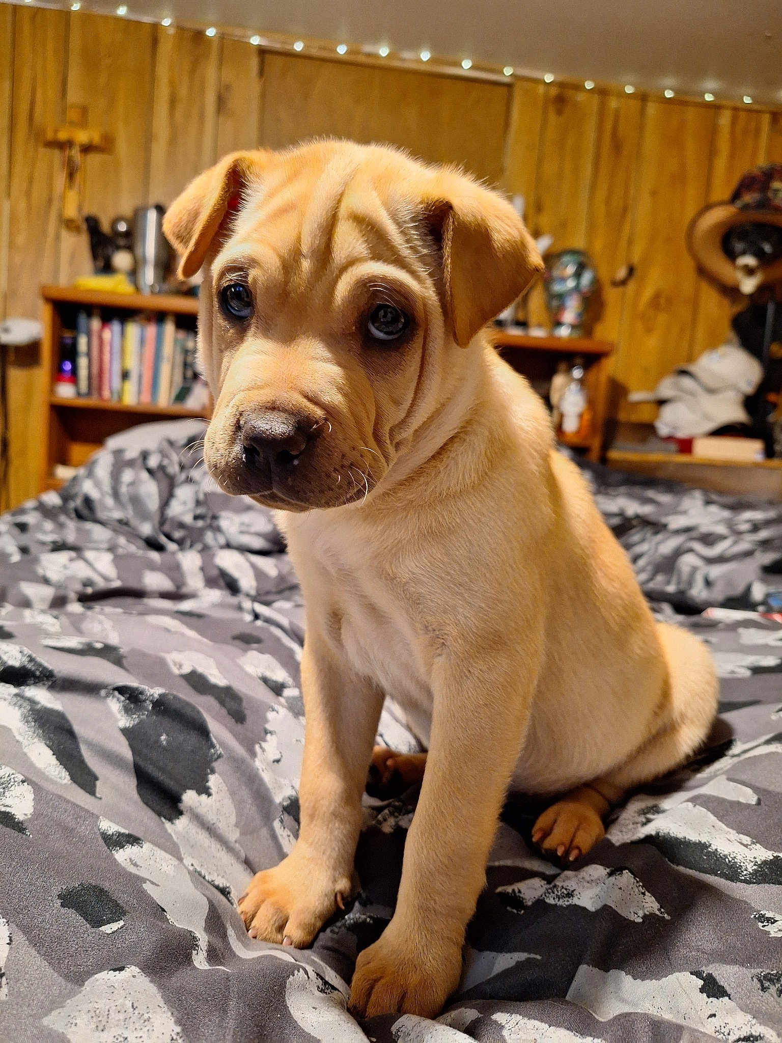 Lucille