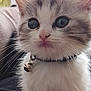 Perle participe au concours pour gagner de l'argent avec cette photo : adorable, animal, bell, blue_eyes, cat, closeup, collar, curious, cute, feline, fluffy, indoor, kitten, pet, pink_nose, portrait, small, soft_fur, whiskers, young