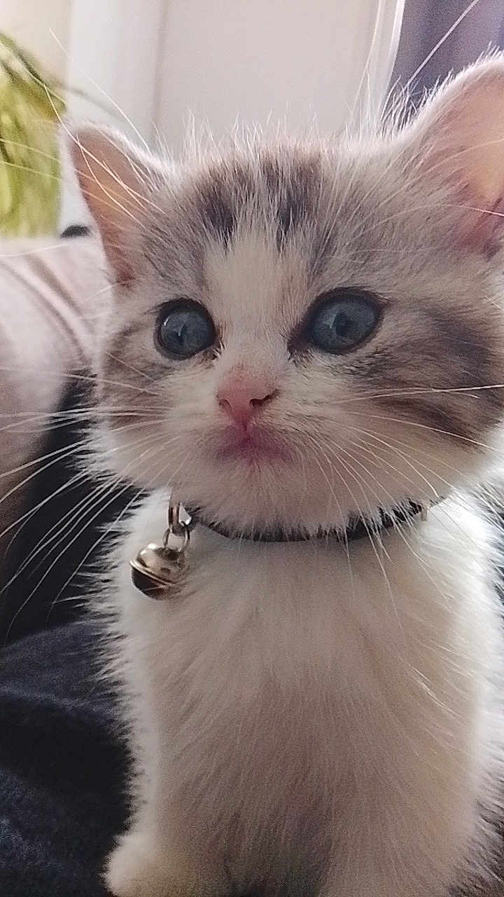 Perle