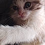 animal, cat, close_up, cozy, curious, cute, domestic, feline, fluffy, indoor, kitten, mammal, paw, pet, portrait, resting, soft_fur, texture, whiskers, young
