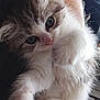 Perle participe au concours pour gagner de l'argent avec cette photo : adorable, animal, cat, closeup, cute, domestic, feline, fluffy, fur, indoor, kitten, mammal, paws, pet, playful, resting, sleeping, small, whiskers, young