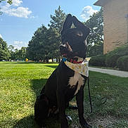 Inzo is registered to the contest to win money with this photo: dog, black_dog, bandana, grass, outdoor, sunny, tree, sky, sidewalk, building, pet, animal, mammal, ears, collar, leash, nature, daytime, park, sitting