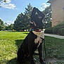 dog, black_dog, bandana, grass, outdoor, sunny, tree, sky, sidewalk, building, pet, animal, mammal, ears, collar, leash, nature, daytime, park, sitting