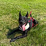 Inzo joined the competition — help win amazing prizes! dog, black_dog, grass, outdoor, pet, animal, tongue_out, leash, bandana, happy, sunny, canine, lying_down, ears_up, nature, summer, playful, greenery, field, smiling