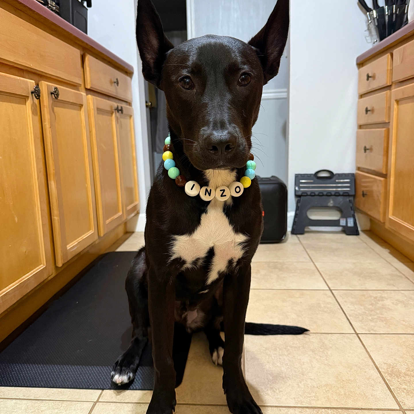 Inzo is registered to the contest to win money with this photo: animal, beaded_necklace, black_dog, canine, collar, cute, dog, domestic, ears_up, floor, household, indoor, kitchen, looking_at_camera, mat, pet, sitting, tile_floor, white_chest, wooden_cabinets