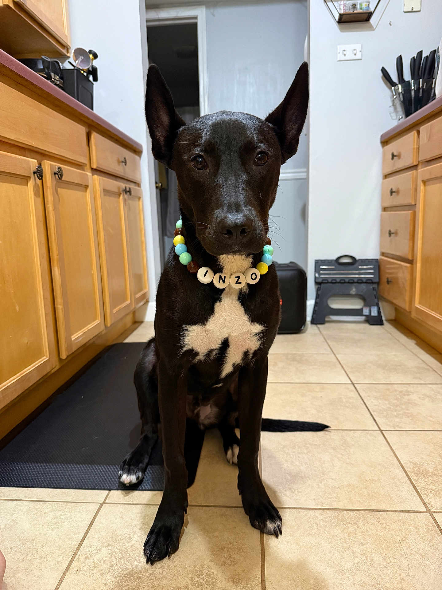 Inzo is registered to the contest to win money with this photo: dog, black_dog, white_chest, beaded_necklace, kitchen, tile_floor, wooden_cabinets, mat, indoor, pet, sitting, collar, ears_up, looking_at_camera, floor, domestic, household, cute, animal, canine