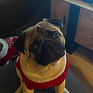 Stuart participe au concours pour gagner de l'argent avec cette photo : animal, bulldog, canine, desk, dog, dogbed, frenchbulldog, furniture, hardwood, indoors, interiordesign, person, pet, pug, puppy, sitting, snout, stainedwood, table, wood