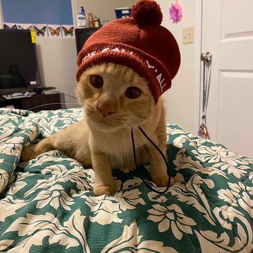 Prince joined the competition — help win amazing prizes! animal, bed, bedroom, blanket, cap, cat, clothing, computerhardware, face, furniture, hat, head, indoors, interiordesign, kitten, person, pet, photography, portrait, room