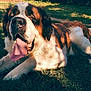 dog, animal, outdoor, grass, tongue, happy, pet, canine, sunlight, nature, resting, brown, white, fur, large_dog, summer, relaxed, mammal, friendly, daytime