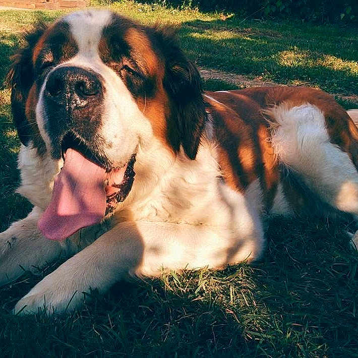 Tara a rejoint le concours — aidez-le/la à gagner de superbes lots ! animal, brown, canine, daytime, dog, friendly, fur, grass, happy, large_dog, mammal, nature, outdoor, pet, relaxed, resting, summer, sunlight, tongue, white