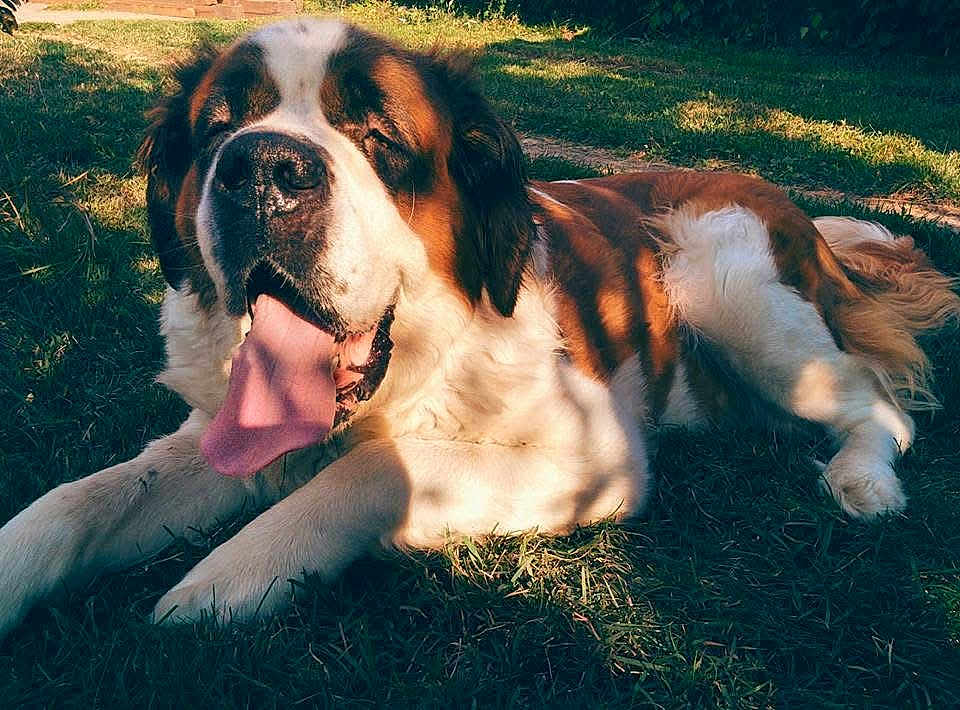 Tara a rejoint le concours — aidez-le/la à gagner de superbes lots ! dog, animal, outdoor, grass, tongue, happy, pet, canine, sunlight, nature, resting, brown, white, fur, large_dog, summer, relaxed, mammal, friendly, daytime