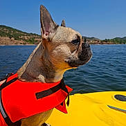 Nina a rejoint le concours — aidez-le/la à gagner de superbes lots ! dog, french_bulldog, life_jacket, kayak, lake, water, outdoor, nature, pet, animal, summer, blue_sky, forest, hills, side_view, sunlight, adventure, vacation, travel, calm