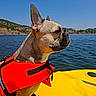 dog, french_bulldog, life_jacket, kayak, lake, water, outdoor, nature, pet, animal, summer, blue_sky, forest, hills, side_view, sunlight, adventure, vacation, travel, calm