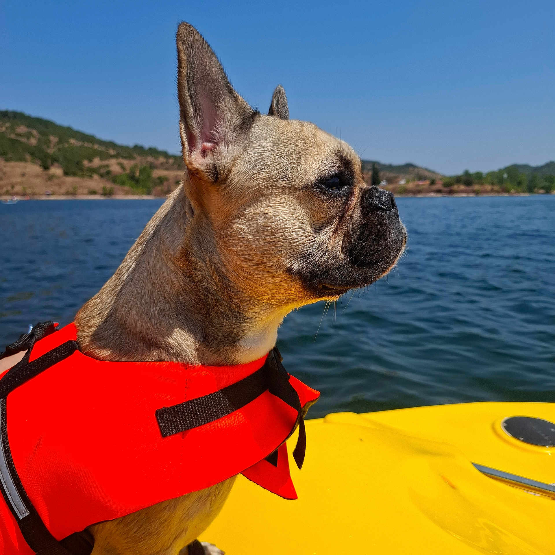 Nina a rejoint le concours — aidez-le/la à gagner de superbes lots ! dog, french_bulldog, life_jacket, kayak, lake, water, outdoor, nature, pet, animal, summer, blue_sky, forest, hills, side_view, sunlight, adventure, vacation, travel, calm