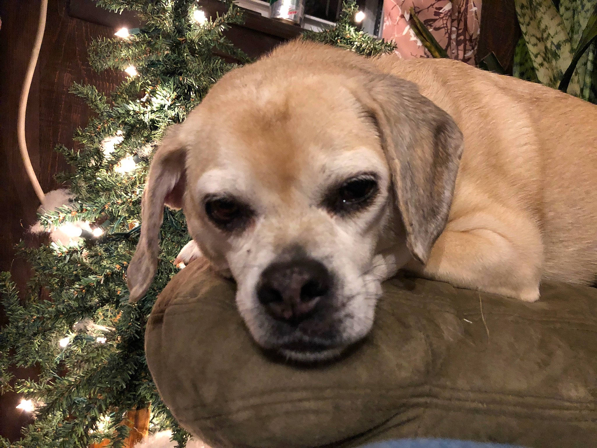 Jasmin is registered to the contest to win money with this photo: canidae, carnivore, christmas_tree, companion_dog, dog, dog_breed, event, fawn, fur, grass, holiday, plant, puppy_love, retriever, snout, sporting_group, terrestrial_animal, tree, whiskers, working_animal