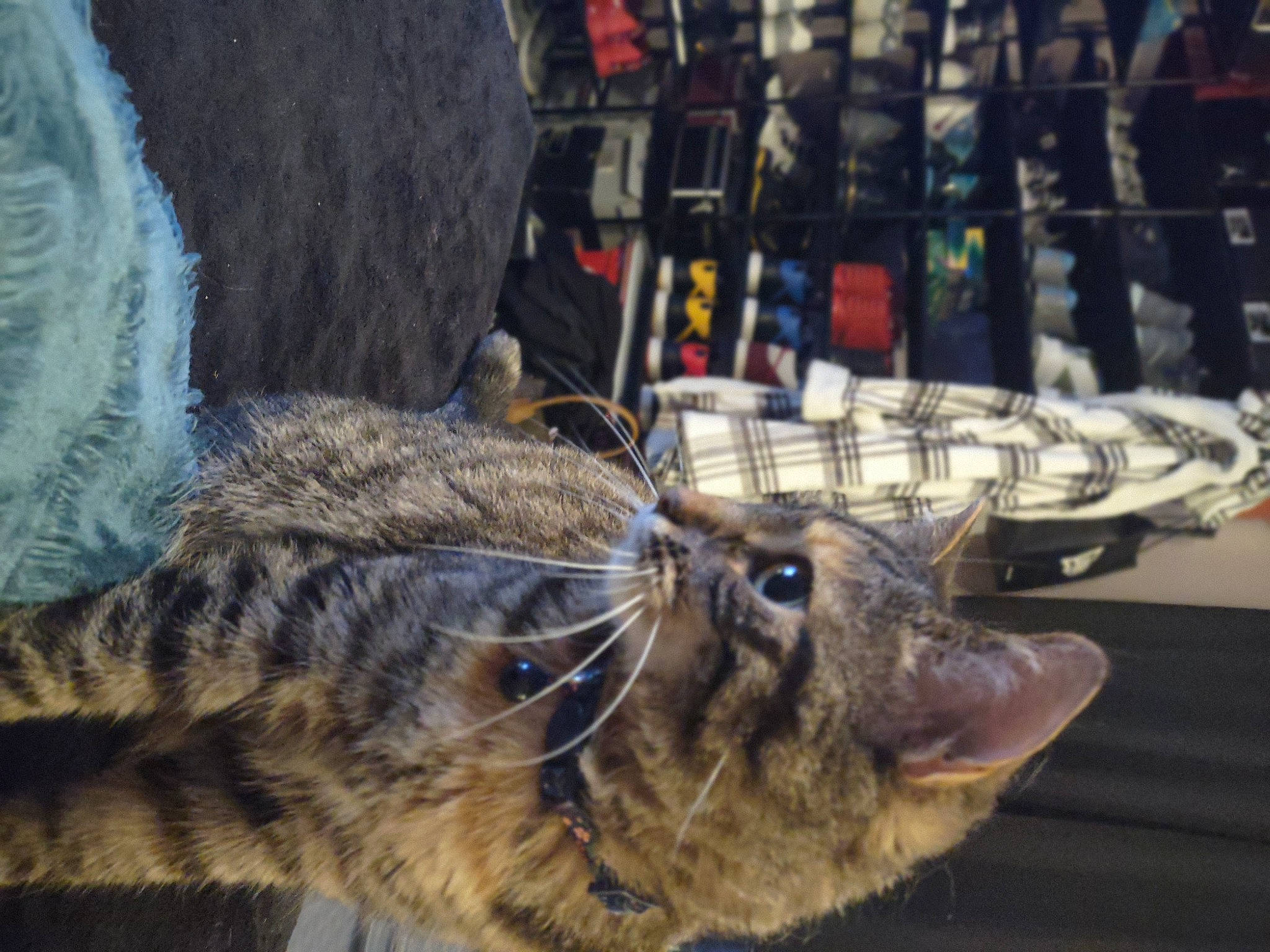 Tinkerbell joined the competition — help win amazing prizes! carnivore, cat, claw, domestic_short_haired_cat, felidae, fur, metal, paw, small_to_medium_sized_cats, snout, tail, terrestrial_animal, tree, vertebrate, whiskers, wildlife