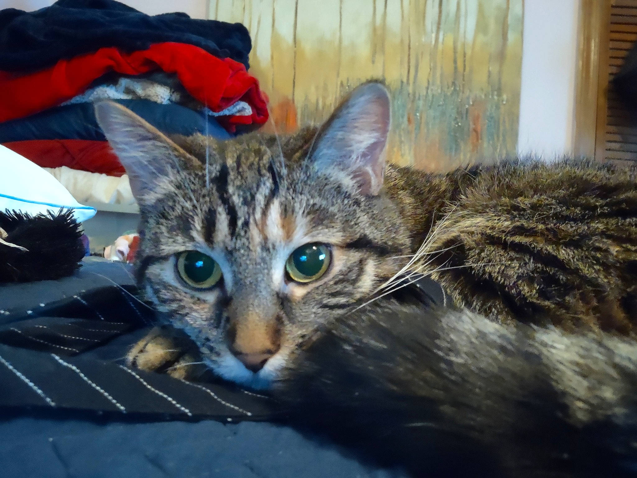 Tinkerbell joined the competition — help win amazing prizes! carnivore, cat, cat_supply, claw, domestic_short_haired_cat, felidae, fur, small_to_medium_sized_cats, snout, terrestrial_animal, whiskers, wildlife