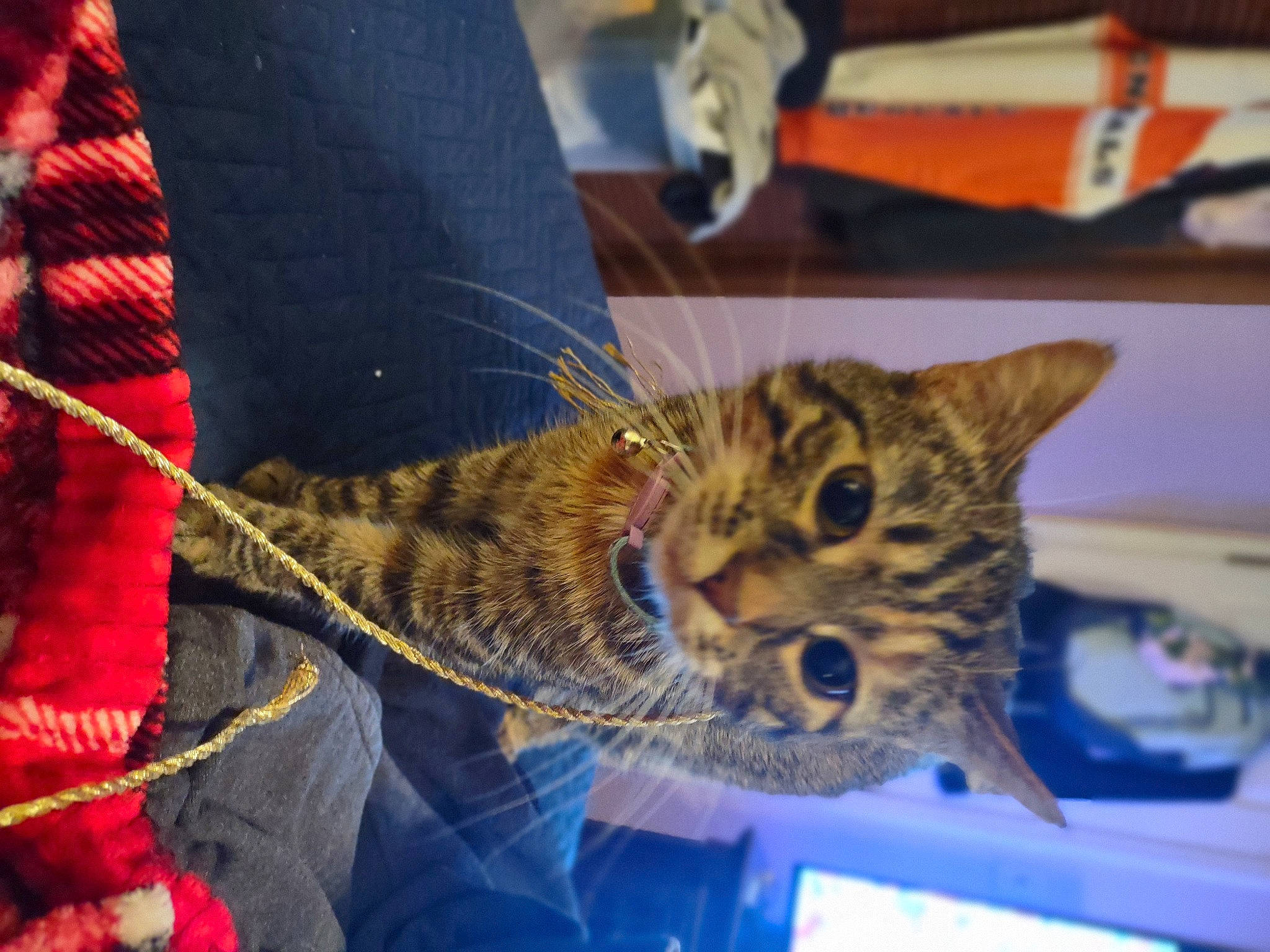 Tinkerbell joined the competition — help win amazing prizes! big_cats, carnivore, cat, claw, domestic_short_haired_cat, electric_blue, felidae, fur, pattern, paw, plaid, small_to_medium_sized_cats, snout, tail, tartan, whiskers, wildlife