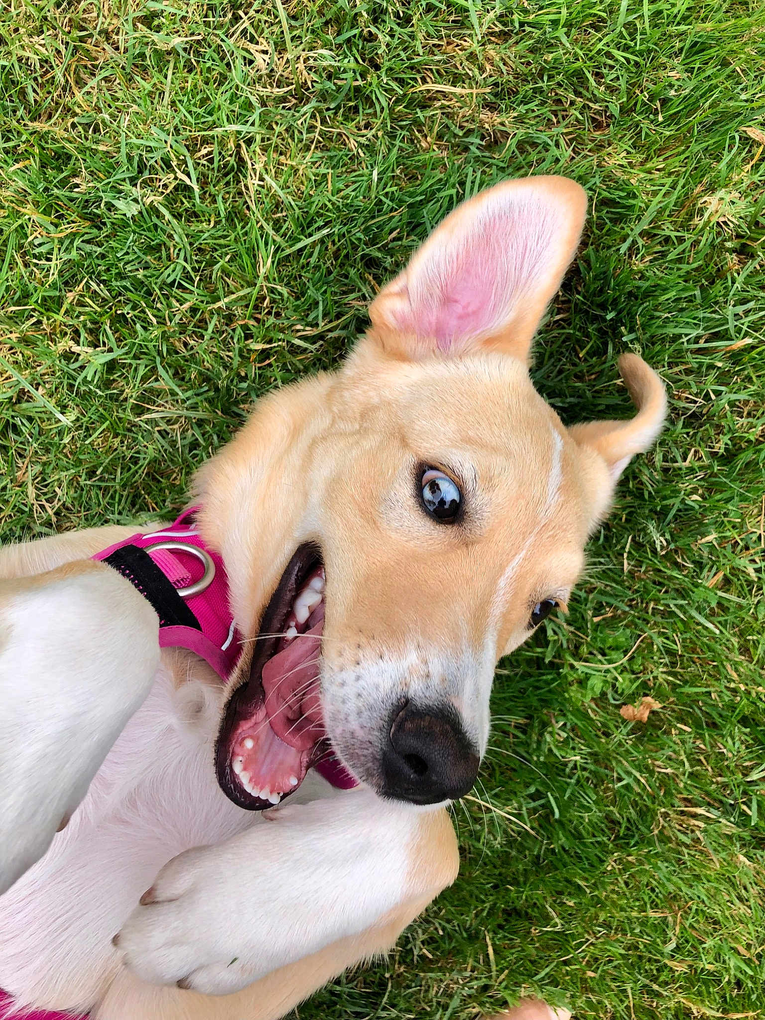 Maya