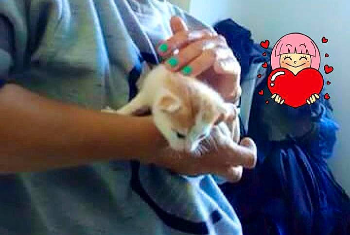 Moogli a rejoint le concours — aidez-le/la à gagner de superbes lots ! canidae, carnivore, cat, dog_breed, ear, felidae, fun, hand, kitten, pembroke_welsh_corgi, pomeranian, puppy, shiba_inu, small_to_medium_sized_cats, whiskers