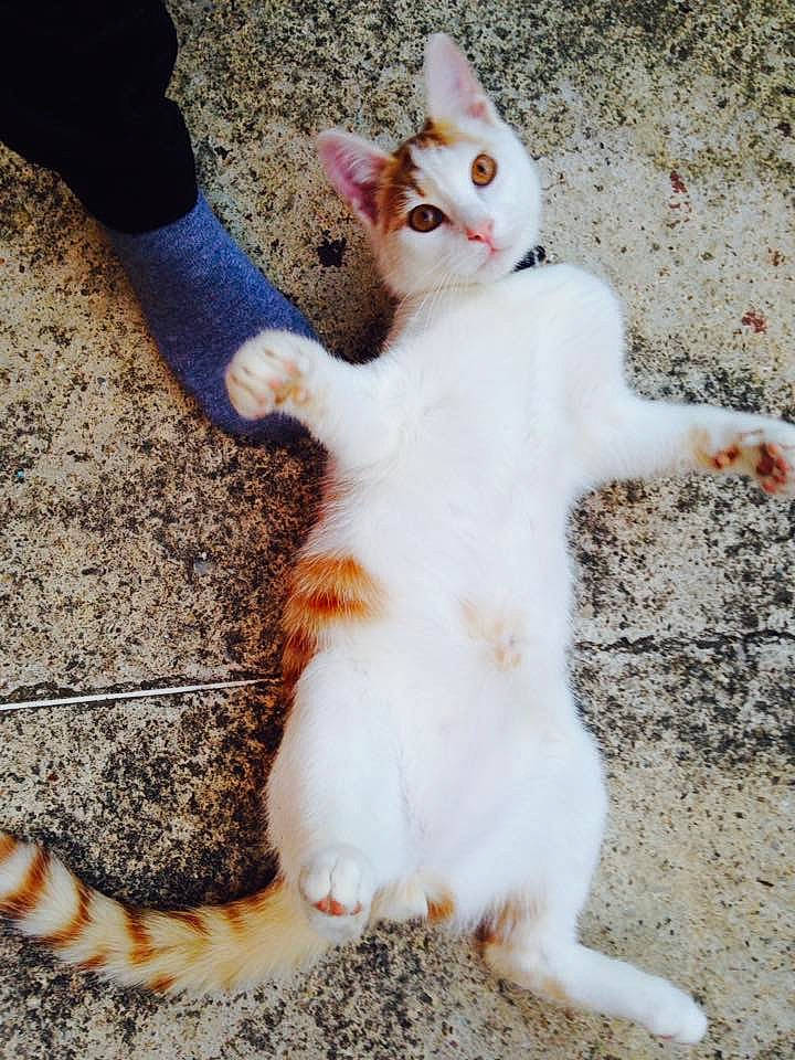 Moogli participe au concours pour gagner de l'argent avec cette photo : aegean_cat, american_wirehair, asian, carnivore, cat, claw, european_shorthair, eye, felidae, fur, kitten, leg, nose, paw, polydactyl_cat, small_to_medium_sized_cats, tail, turkish_angora, turkish_van, whiskers