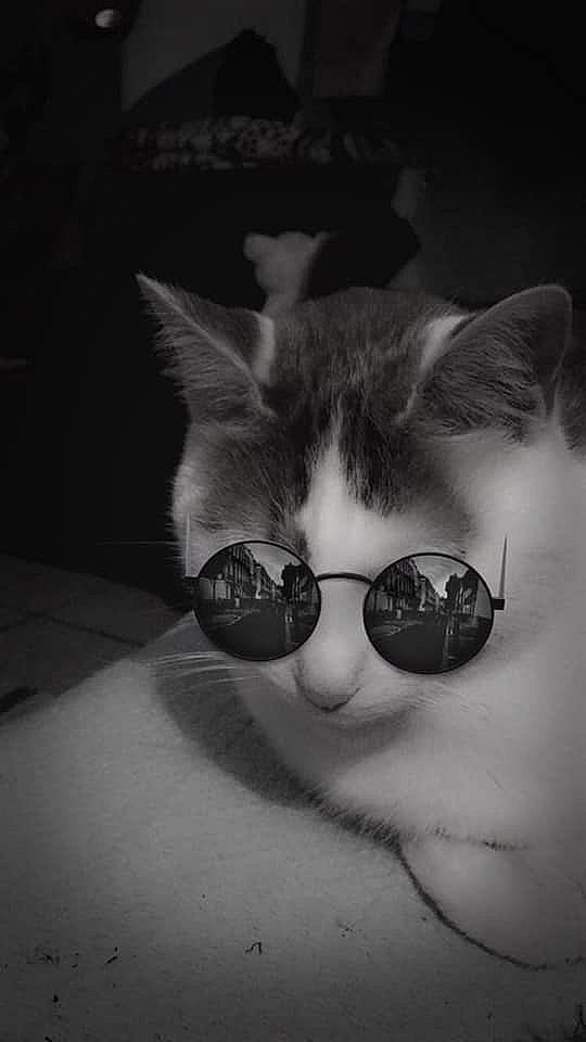 Moogli a rejoint le concours — aidez-le/la à gagner de superbes lots ! black_and_white, cat, cool, darkness, ear, eye, eyewear, glasses, goggles, head, monochrome, monochrome_photography, nose, photography, snout, stock_photography, sunglasses, vision_care, whiskers, white
