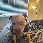 Dolph is registered to the contest to win money with this photo: animal, bed, black_shirt, blanket, brown_dog, cozy, dog, ears, expression, floor_lamp, furniture, head, indoors, light, looking_at_camera, messy_bed, paw, pet, room, window_blinds