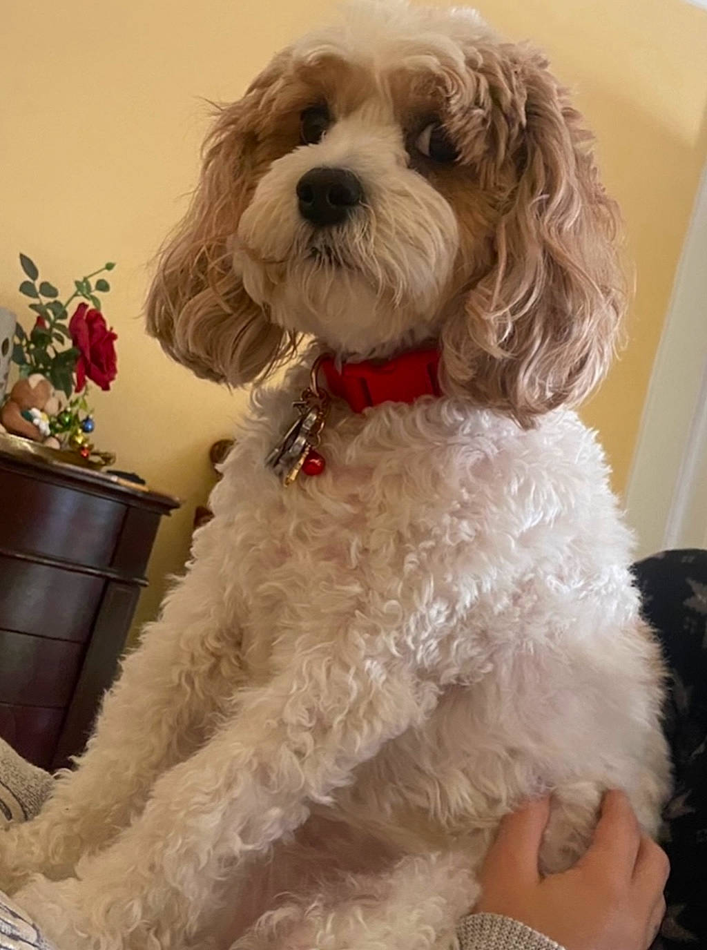 Gia joined the competition — help win amazing prizes! canidae, carnivore, chest, companion_dog, dog, dog_breed, dog_collar, flowerpot, fur, houseplant, labradoodle, liver, maltepoo, non_sporting_group, plant, sporting_group, terrier, toy_dog, water_dog, working_animal