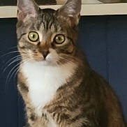 Sparkle joined the competition — help win amazing prizes! cat, tabby, pet, animal, feline, close_up, green_eyes, whiskers, fur, curious, indoor, domestic_cat, portrait, sitting, white_chest, ears, face, looking, background, blue_wall